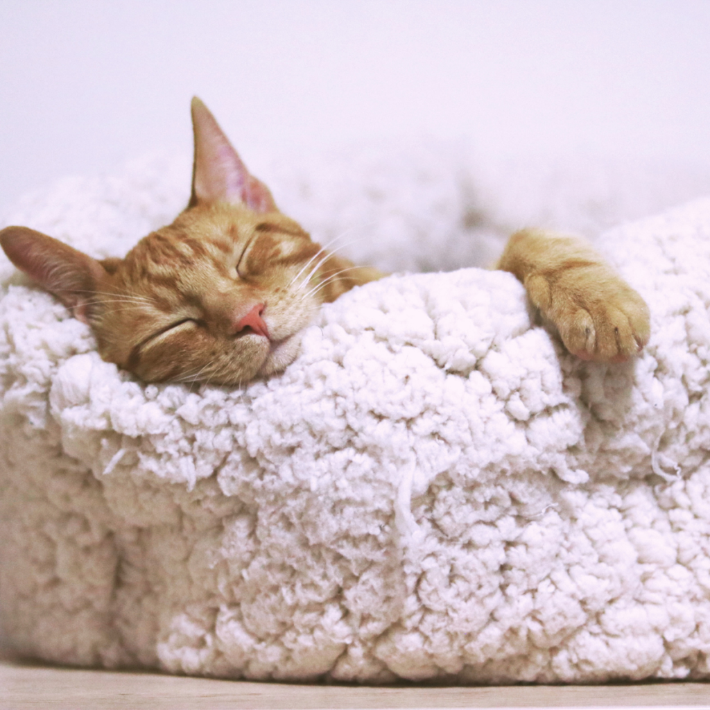 cat sleeping in bed