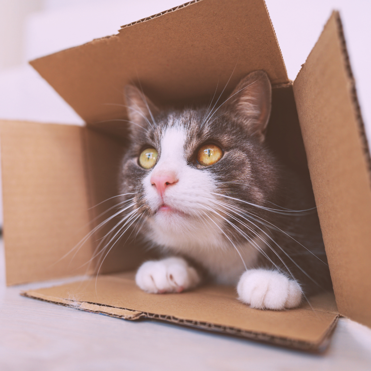 cat diy cardboard box