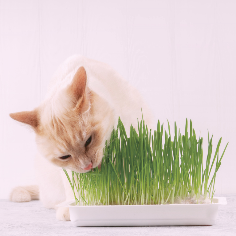 cat grass