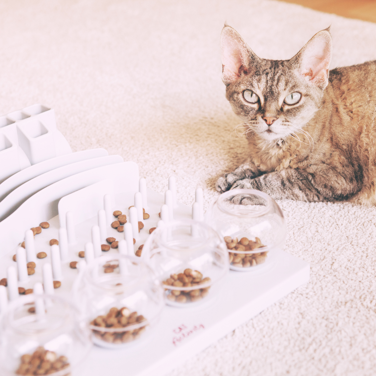 cat food puzzle