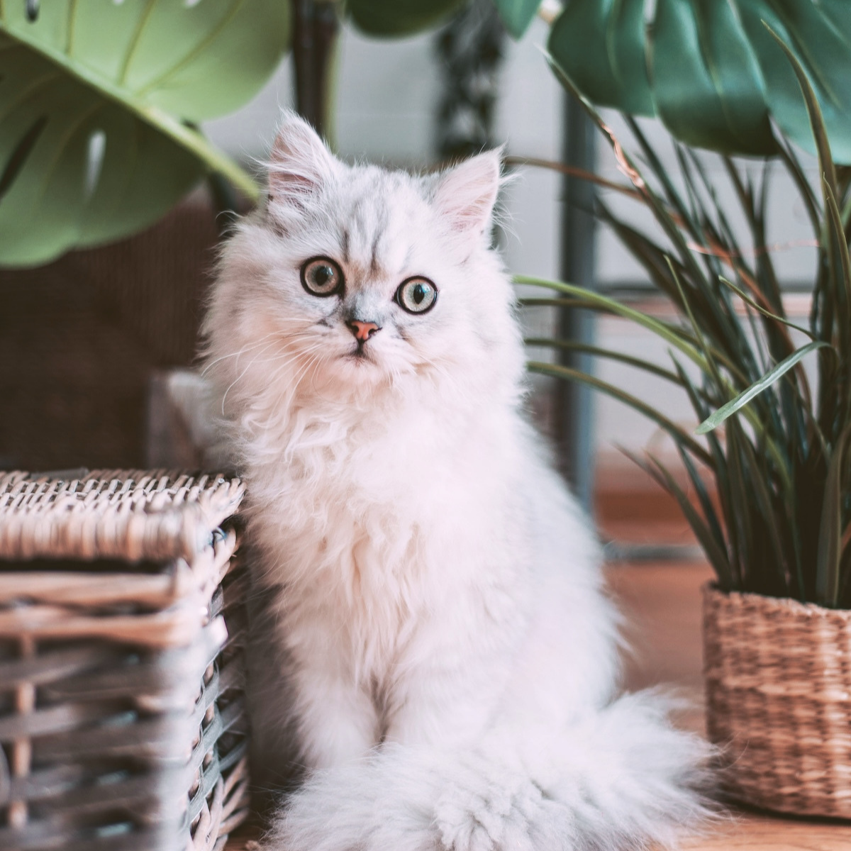cat with plant