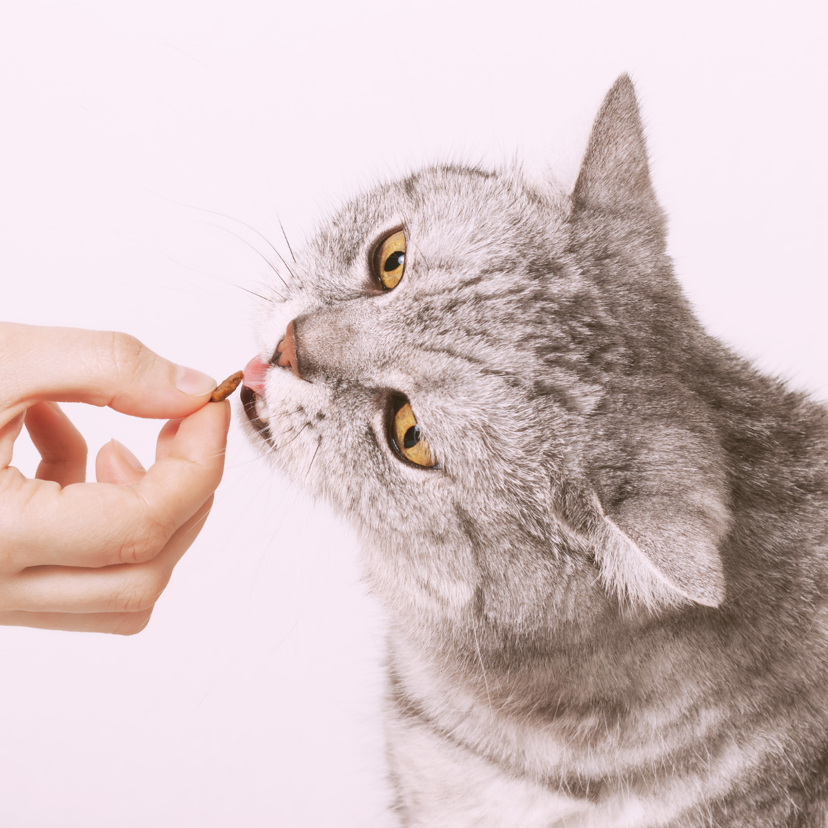 cat eating treat