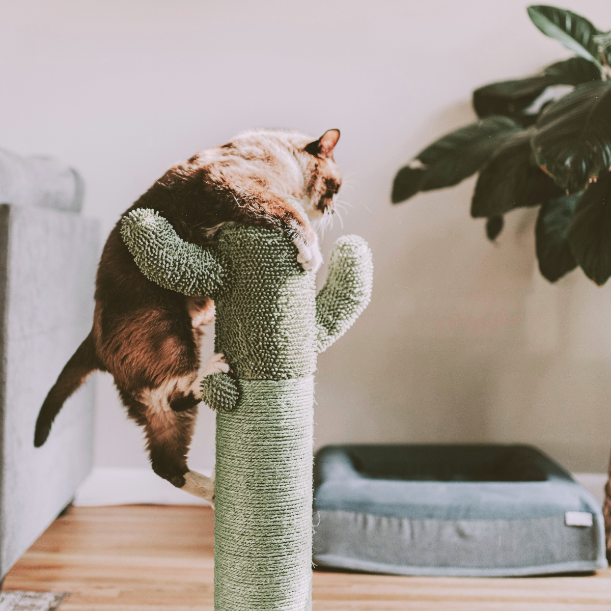 cat tree