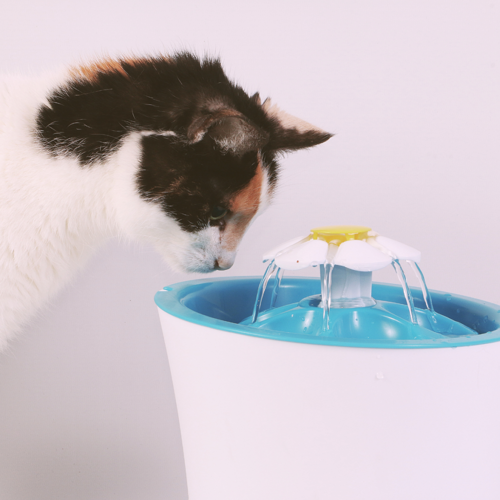 cat water fountain