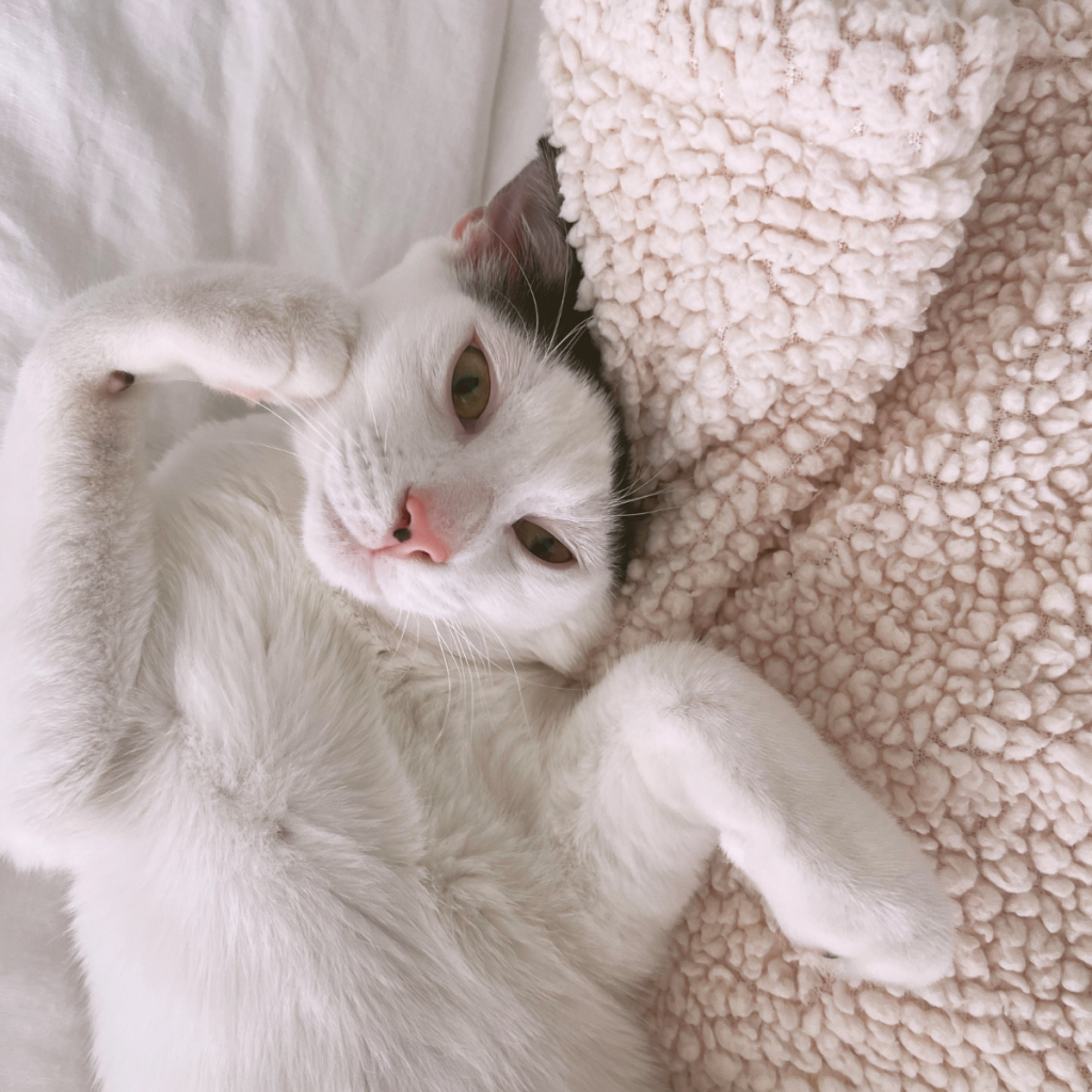 louis snuggle blanket