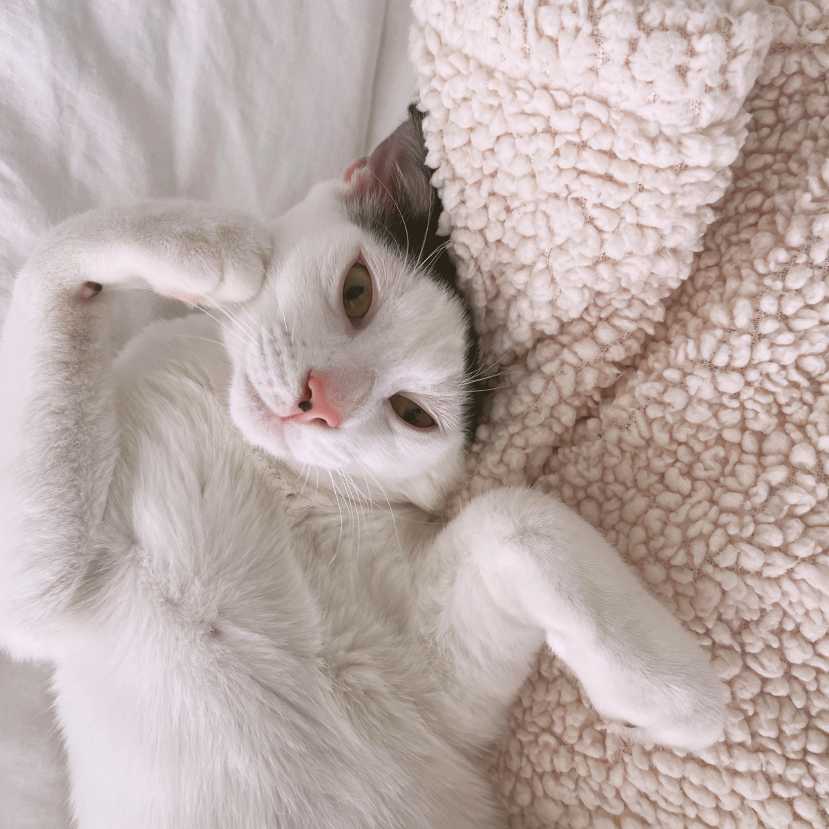 Louis snuggled up with his blanket