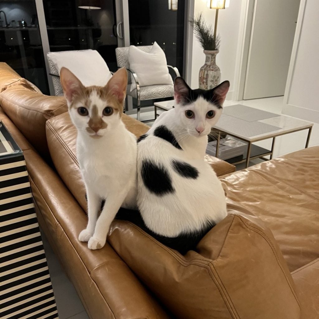 Thelma and Louis, two cats