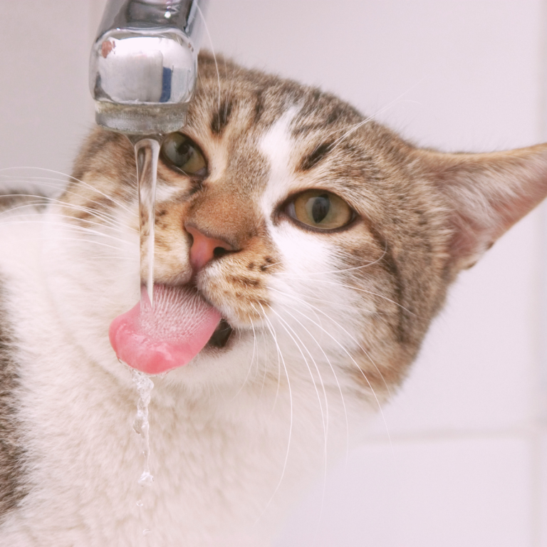 cat drinking water from faucet