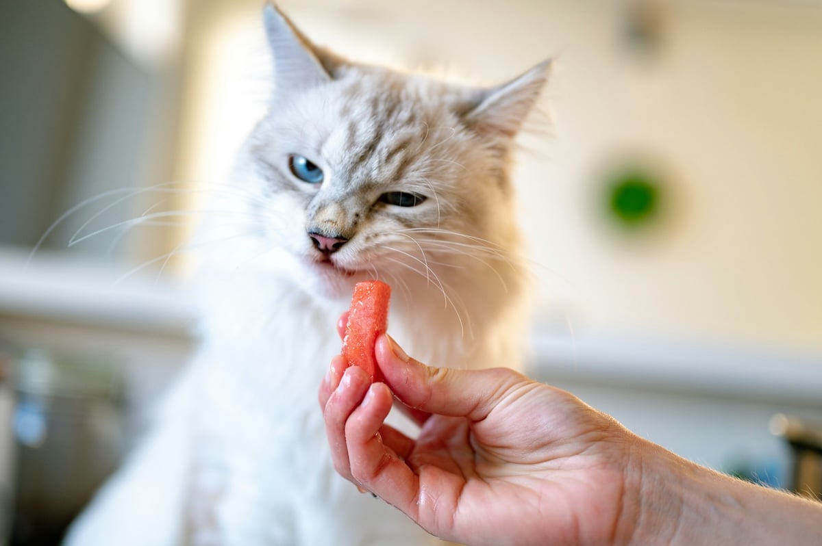 cat eating