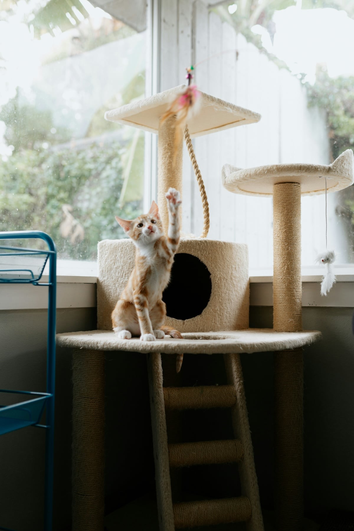 cat playing with toy