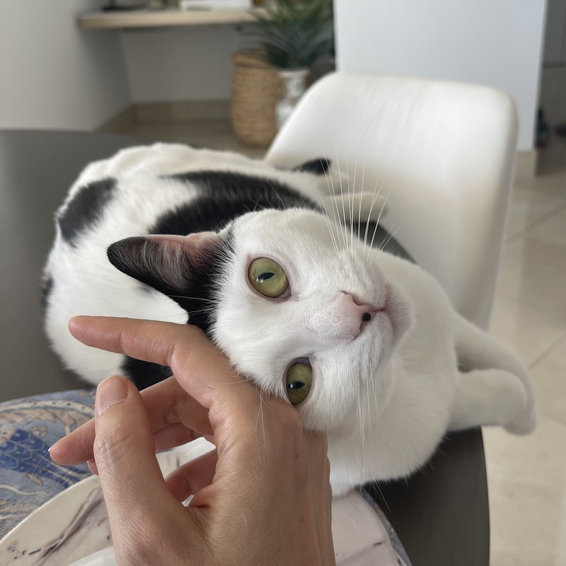 Louis being petted, looking up at the camera with bright green eyes
