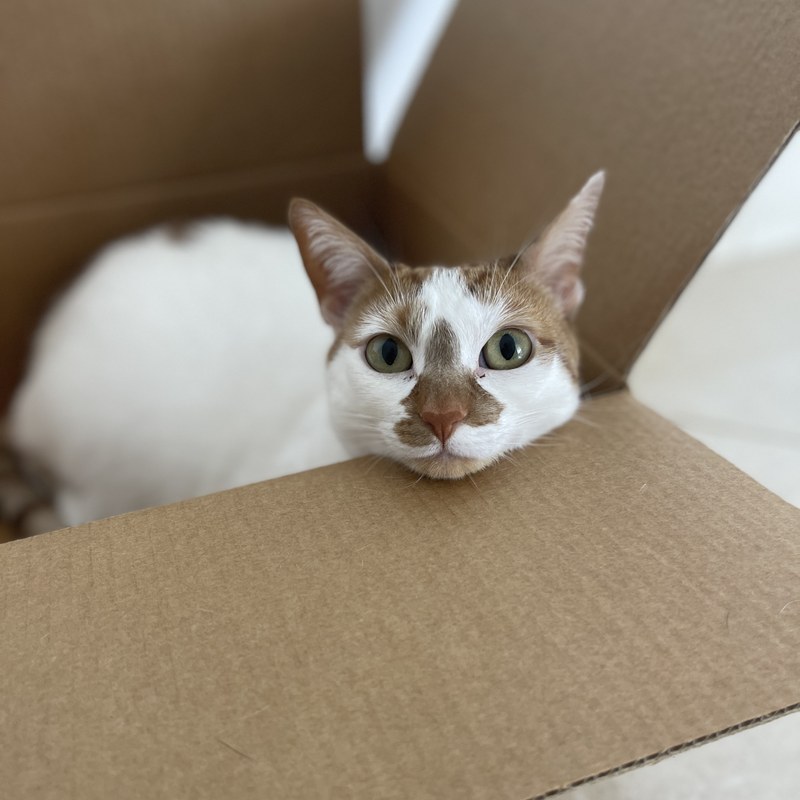 Thelma peeking over the edge of a cardboard box