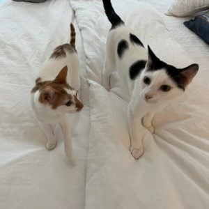 Thelma and Louis