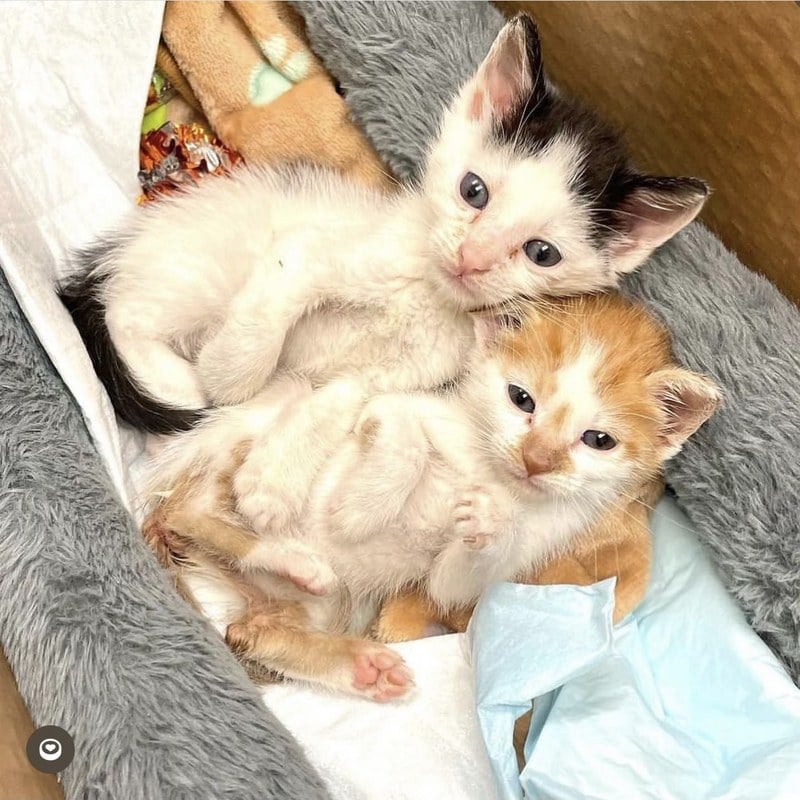 Thelma and Louis as kittens, cuddled together in their bed