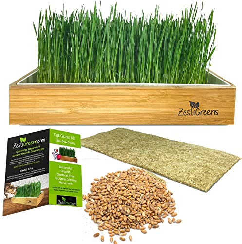 Self-Watering Cat Grass Kit