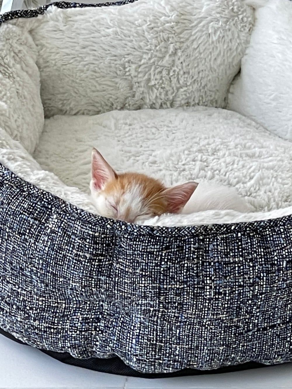 thelma in her kitten bed