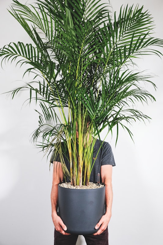 An areca palm (Dypsis lutescens) with feathery fronds