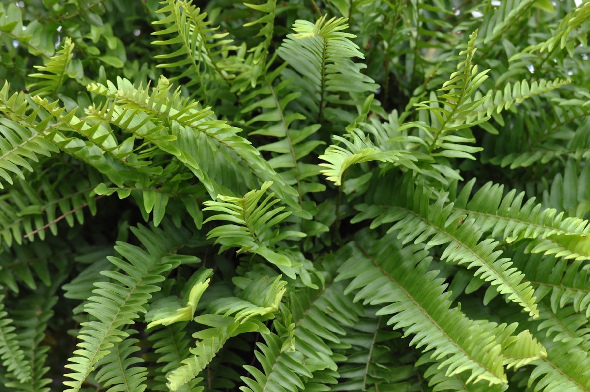 A Boston fern with long arching fronds