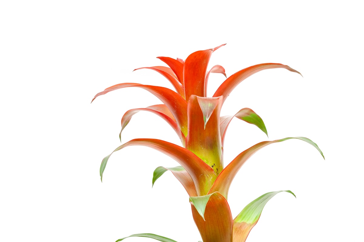 An orange Guzmania bromeliad in bloom
