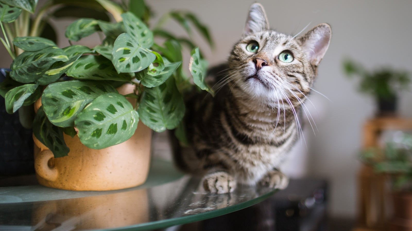 A tabby cat sitting beside a cat-safe prayer plant in bright window light