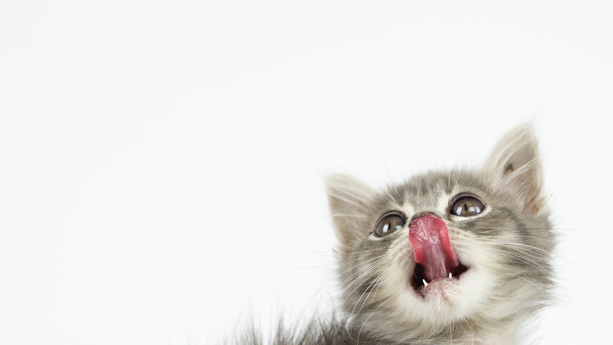 kitten being handled