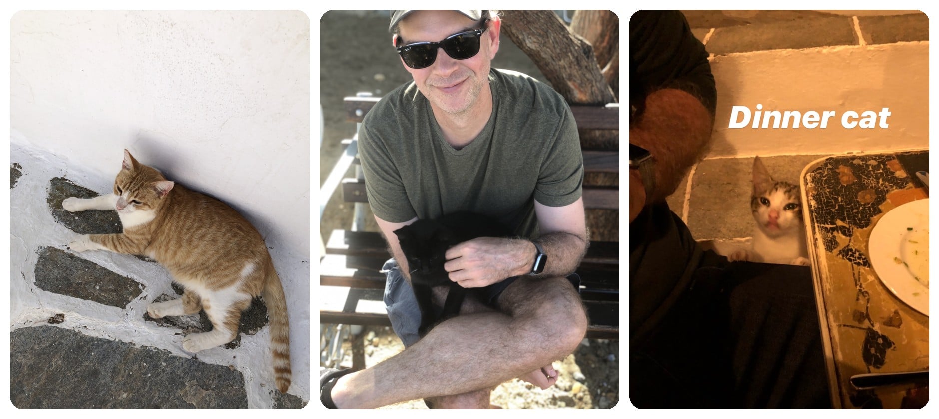 Three street cats in Greece: an orange cat on whitewashed steps, a black kitten held by a traveler, and a cat begging at a taverna dinner table