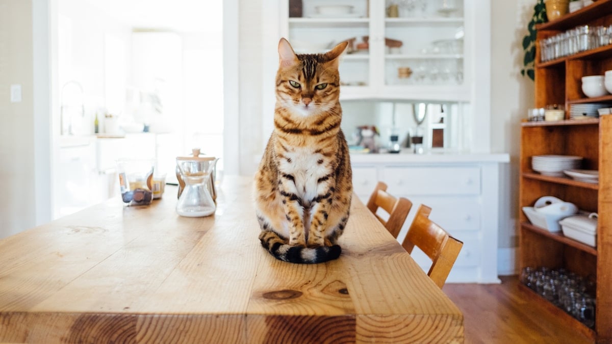 A healthy brown tabby cat sitting upright on a wooden table in a bright, airy kitchen