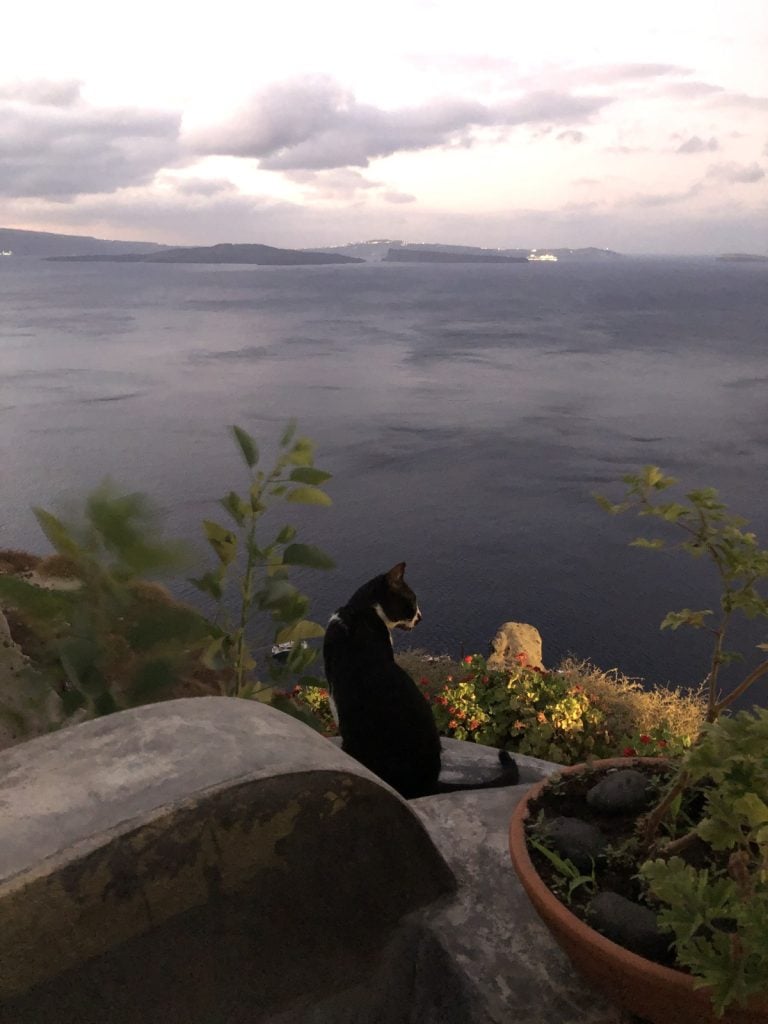 A tuxedo cat sitting on a wall above the sea at sunset in Santorini, Greece