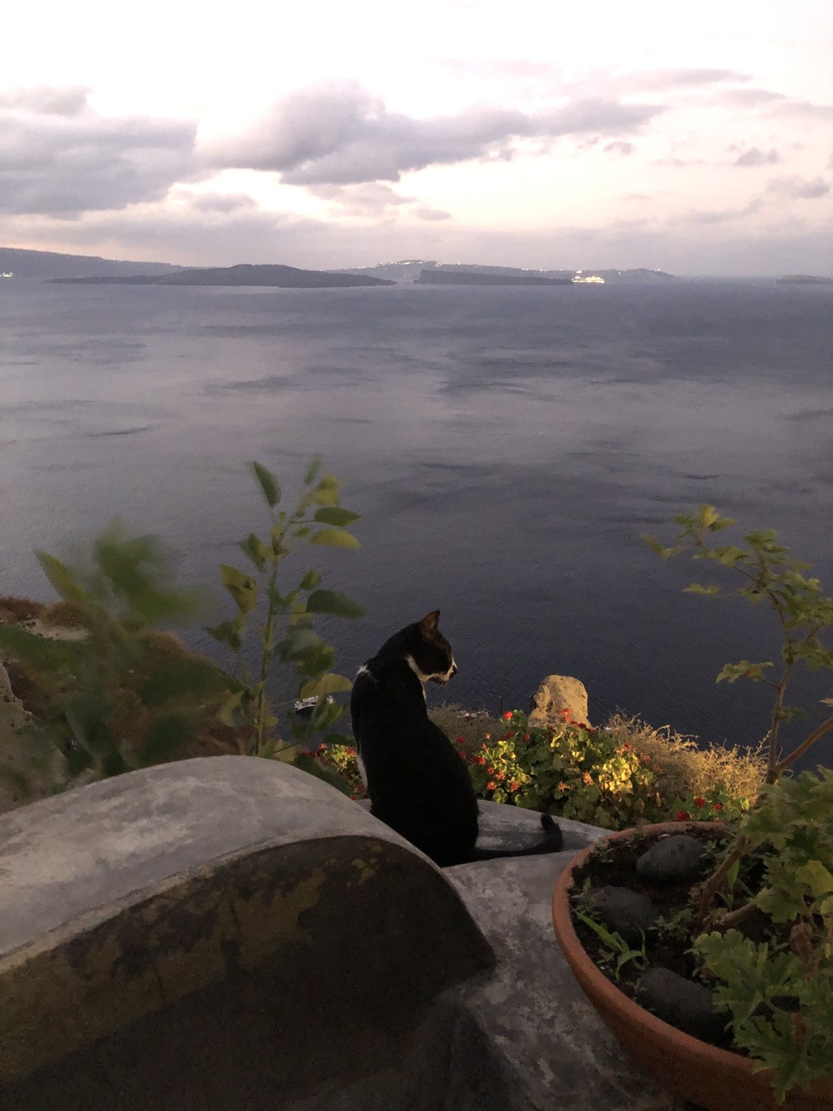 A tuxedo cat sitting on a wall above the sea at sunset in Santorini, Greece