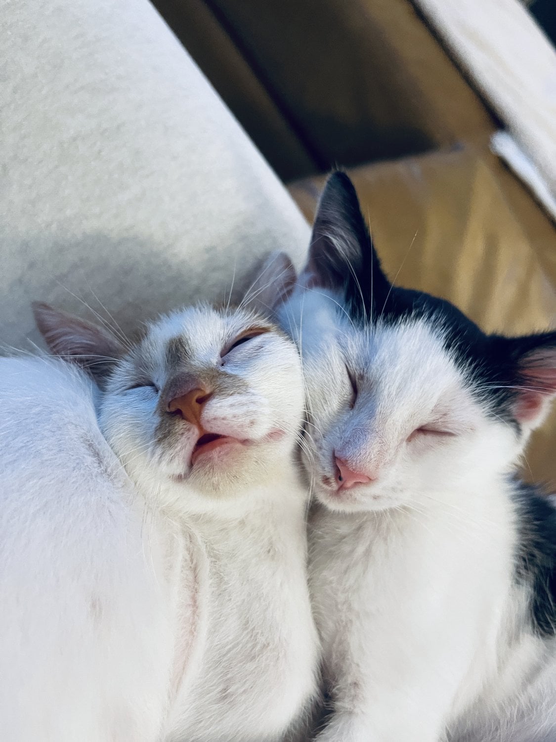 Thelma and Louis as kittens, asleep cheek to cheek in the sun