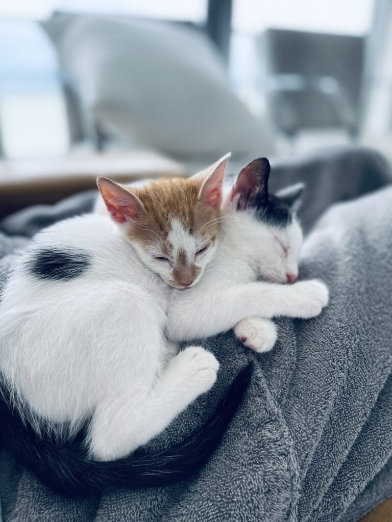 Thelma and Louis as kittens curled up asleep together on a blanket