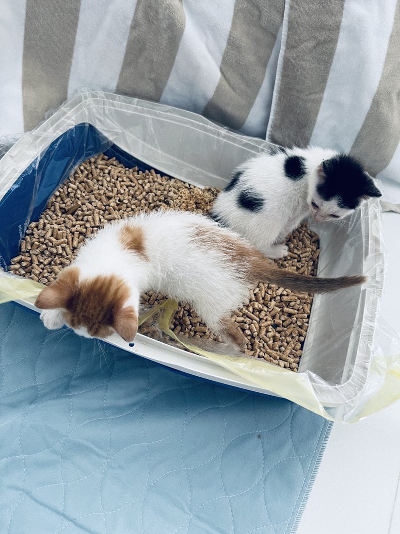 Thelma and Louis as kittens exploring their litter box