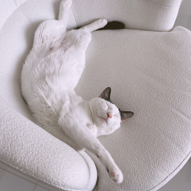 louis showing his belly while sleeping