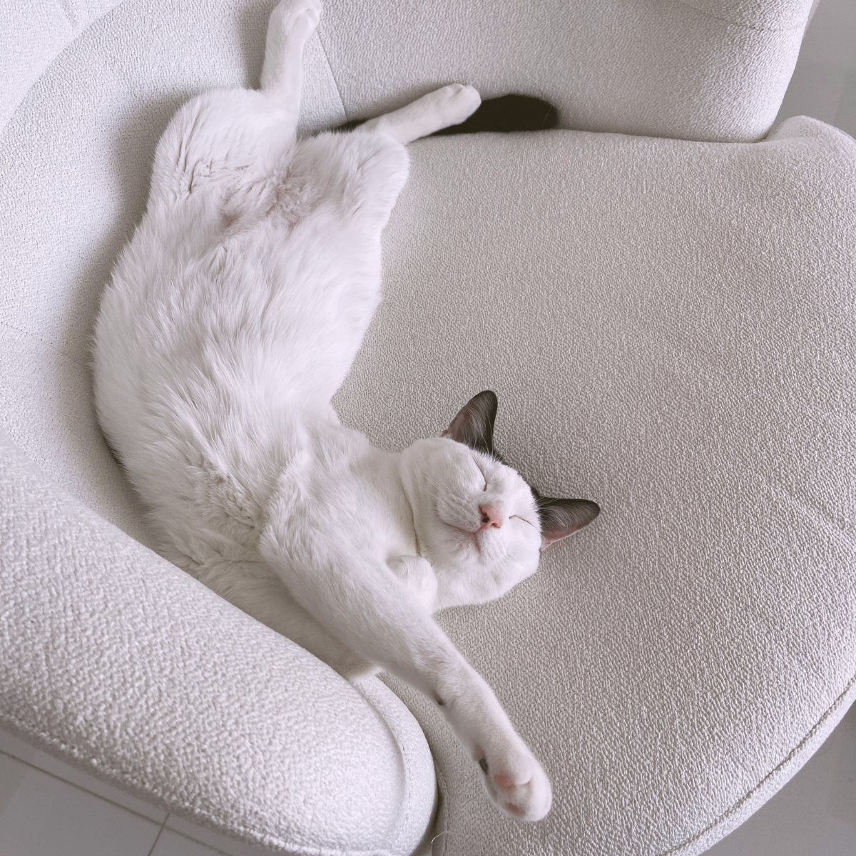 louis showing his belly while sleeping