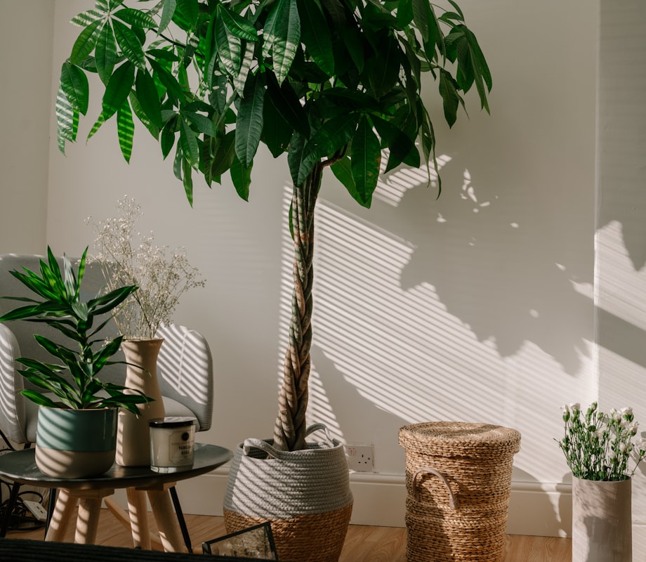 A money tree (Pachira aquatica) with a braided trunk