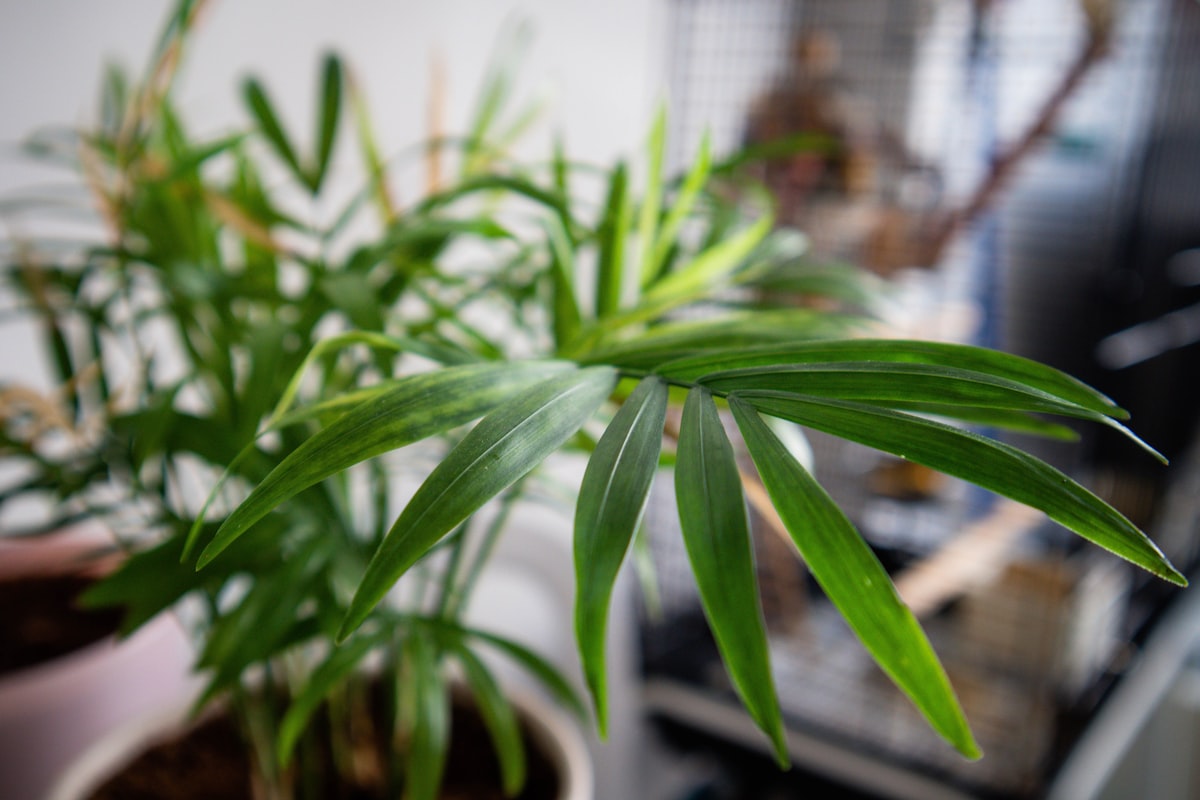 A parlor palm (Chamaedorea elegans) with delicate dark green fronds
