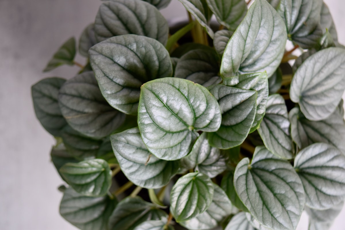 A peperomia plant with quilted green leaves