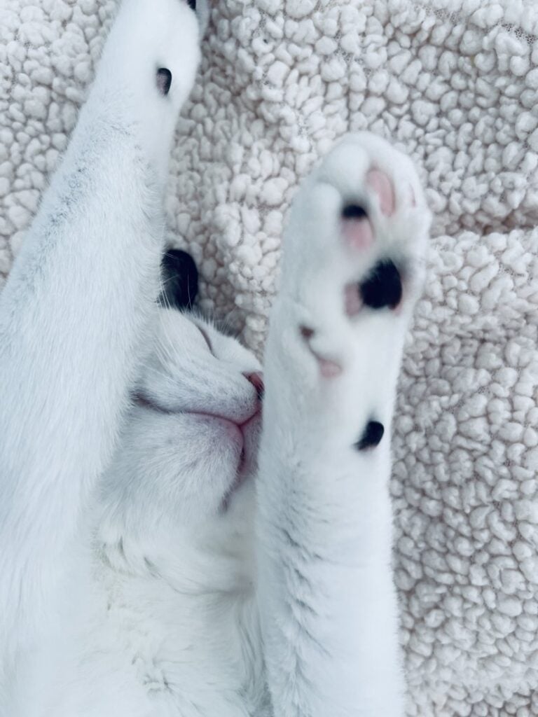 Louis the black-and-white cat asleep on a soft cream blanket with his paws stretched up