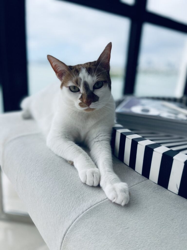 Thelma, the orange-and-white cat, lounging on the back of a sofa by a window