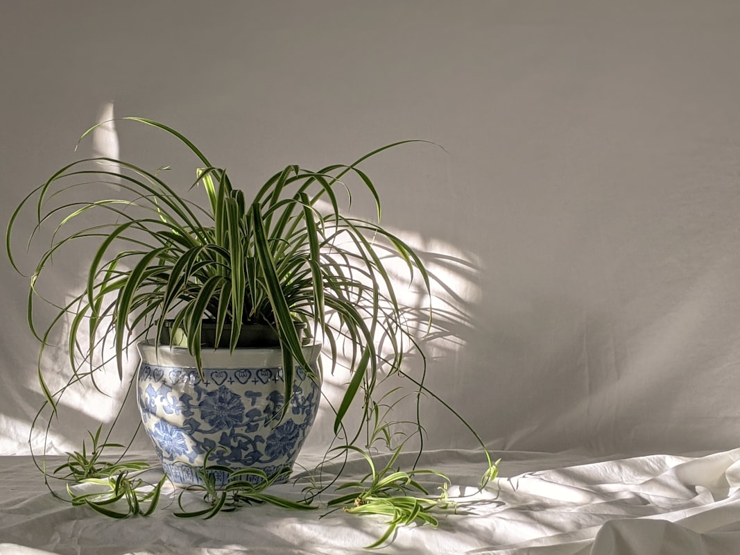 A spider plant (Chlorophytum comosum) with arching variegated leaves