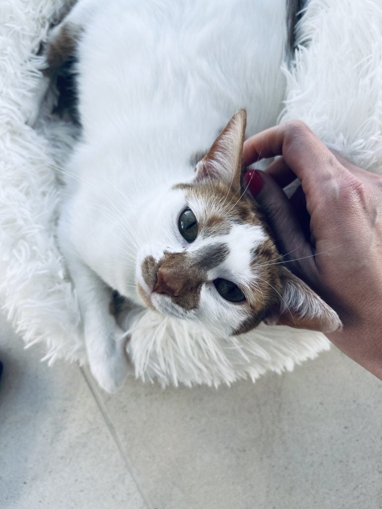 How We Bonded With Our Cats (And Yes it Involves Butt Taps)
