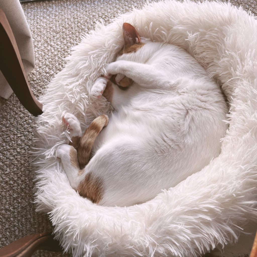 thelma sleeping with paw over her face
