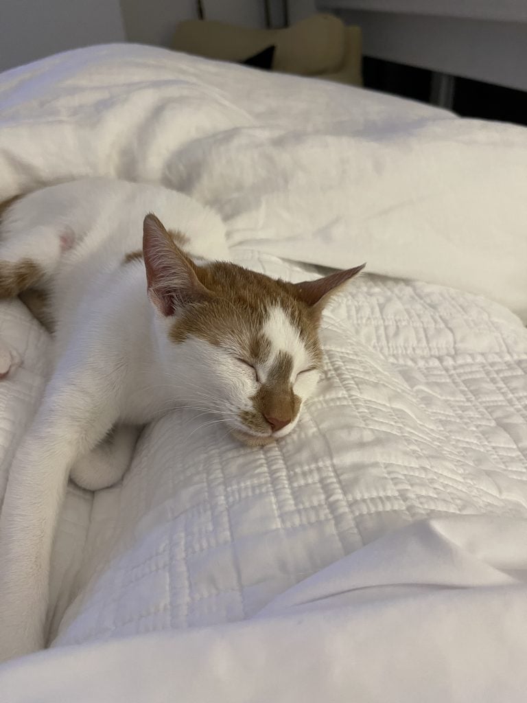 Thelma, an orange and white cat, asleep curled up on a white bed