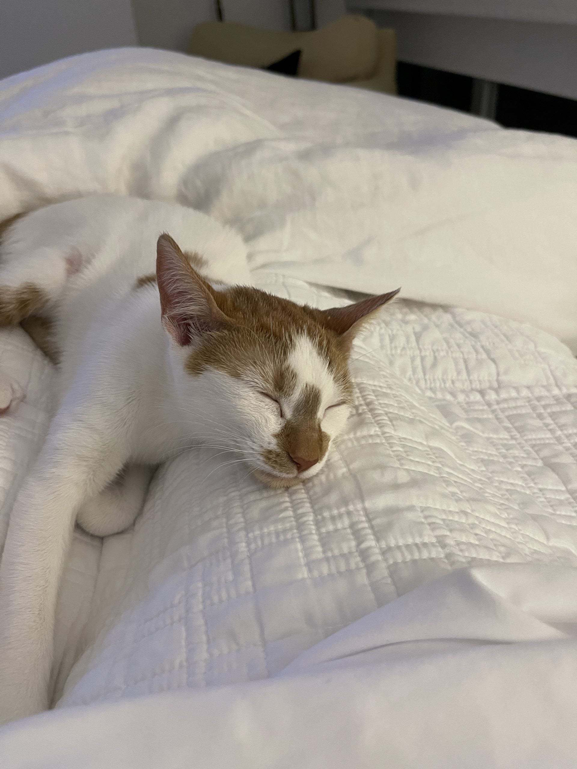 Thelma, an orange and white cat, asleep curled up on a white bed
