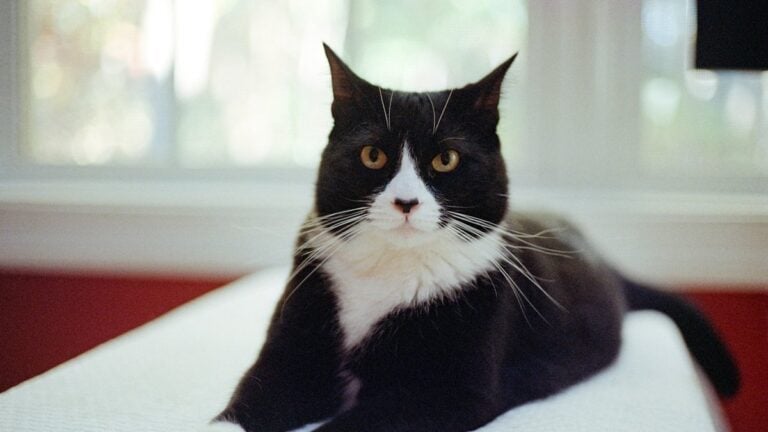 A classic tuxedo cat, black with a white chest and white paws, sitting upright on a bright bed