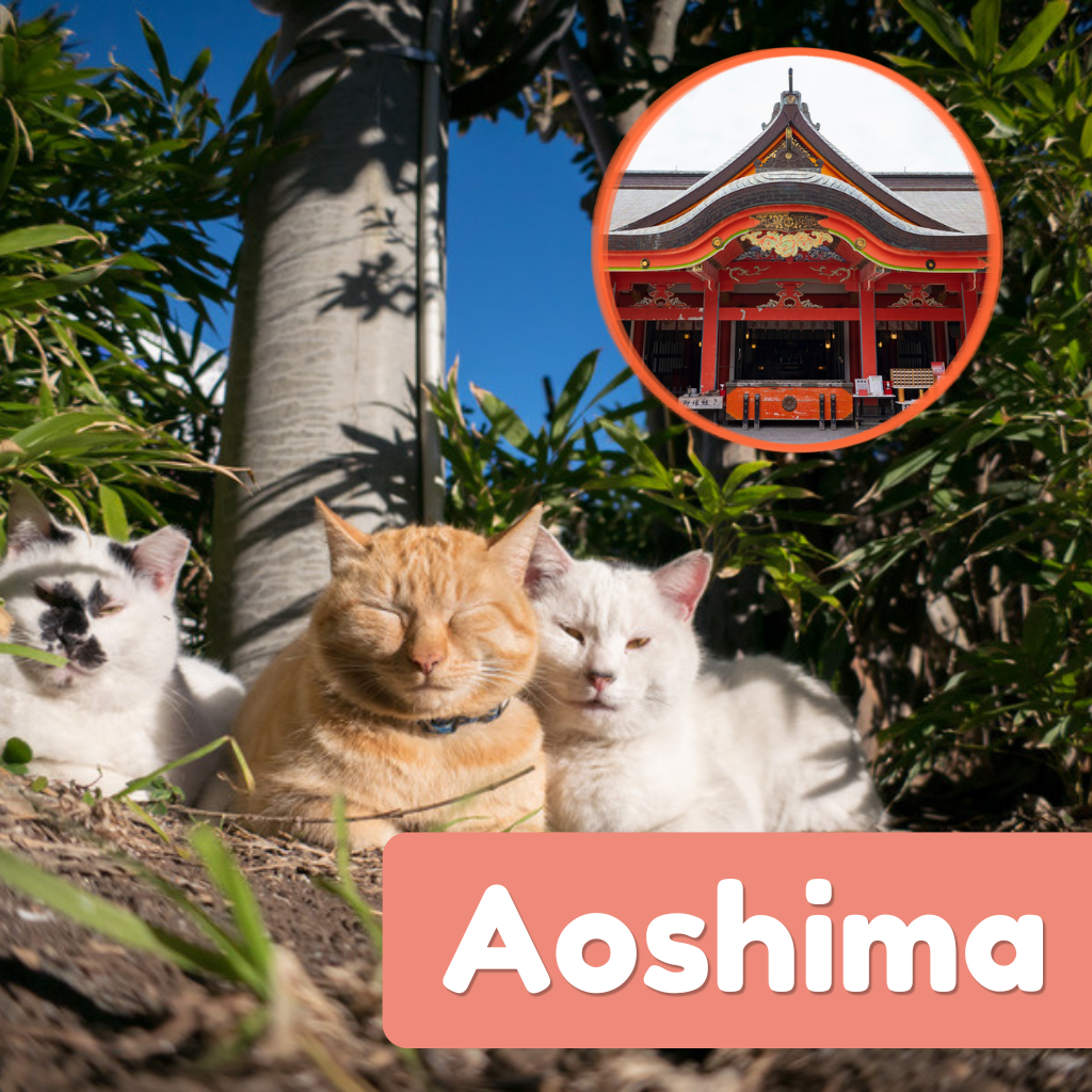 Three cats lounging together on Aoshima cat island with an inset of a Japanese shrine