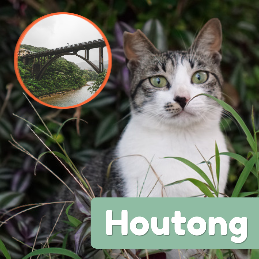 A gray and white cat in greenery in Houtong with an inset of the village arch bridge
