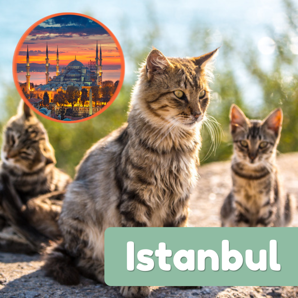 Three street cats in Istanbul with an inset photo of the Blue Mosque at sunset