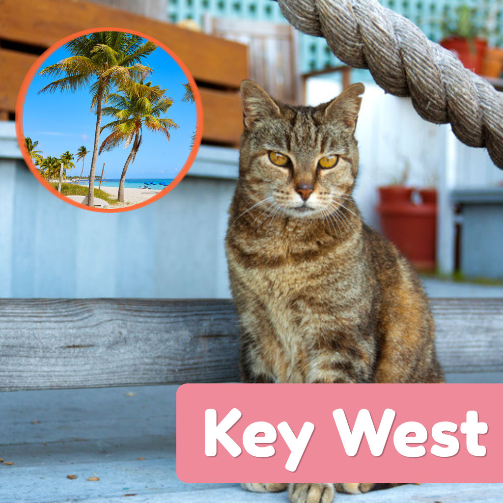 A tabby cat on a dock in Key West with an inset of a palm-lined beach