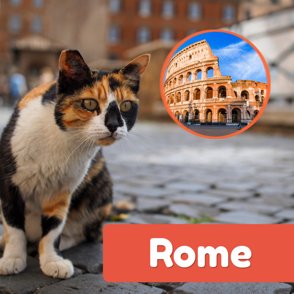A calico street cat on cobblestones in Rome with an inset of the Colosseum